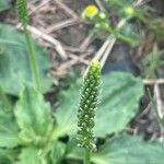 Plantago major 花