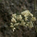 Asparagus umbellatus Other