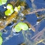 Ranunculus hederaceus Leaf