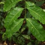 Landolphia robustior Leaf