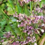 Juncus effusus Plod