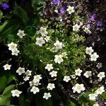 Saxifraga cebennensis Flower