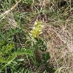 Astragalus cicer 形態