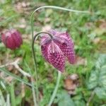 Fritillaria meleagris 花