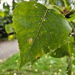 Populus deltoides List