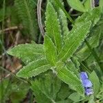 Veronica austriaca Leaf