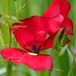 Linum grandiflorum Flower