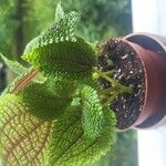 Pilea mollis Frunză