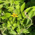 Geum macrophyllum Ліст