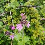 Silene dioicaFlower