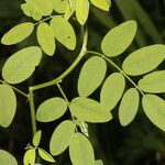 Indigofera trita Blatt