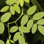 Indigofera trita Лист