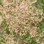 Agrostis capillaris Fruit