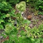 Arctium minusFlower