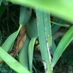 Maxillaria variabilis Blad