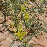 Astragalus akkensis عادت داشتن