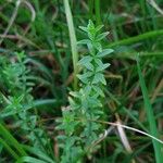 Cruciata glabra Hoja