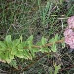 Hylotelephium telephium Habit