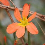 Moraea collina Flower