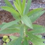 Solidago chilensis Feuille