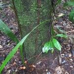 Macrolobium multijugum Bark