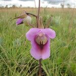 Eulophia cucullata Blomma