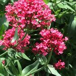 Centranthus lecoqii Květ