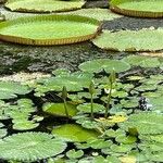 Nymphaea lotus Листок