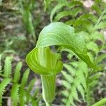 Arisaema triphyllum Leaf