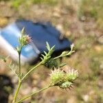 Onobrychis caput-galli Mbuma