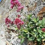 Centranthus ruberLeaf