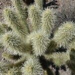 Cylindropuntia bigelovii 葉