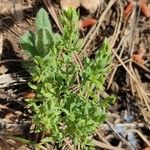 Lysimachia linum-stellatum Lapas