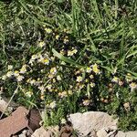 Felicia filifolia Hábito