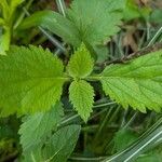 Verbena urticifolia Лист