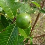 Alibertia edulis Fruit