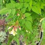 Jasminum officinale Квітка