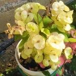 Euphorbia milii Цвят