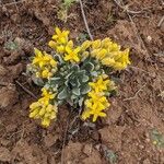 Physaria chambersii Flor