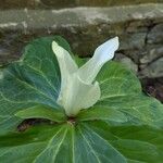 Trillium albidum