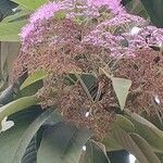 Callicarpa nudiflora Fiore