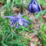 Aquilegia einseleana Квітка