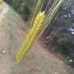 Triticum monococcum Blomst