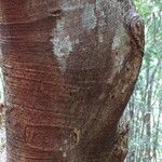 Ficus thonningii Bark