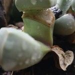 Lapidaria margaretae Hoja