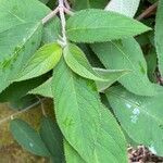 Hydrangea involucrata Blatt