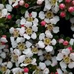 Cotoneaster dammeri Květ