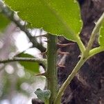Zanthoxylum caribaeum Leaf