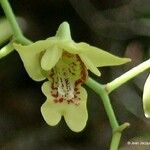 Dendrobium closterium 花