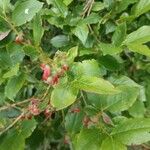 Vaccinium arctostaphylos Leaf